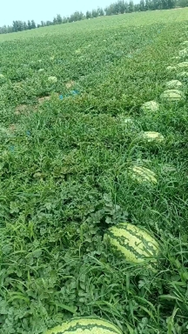 金城五号西瓜金城五基地直供一手货源香甜可口大量有货对接批发商