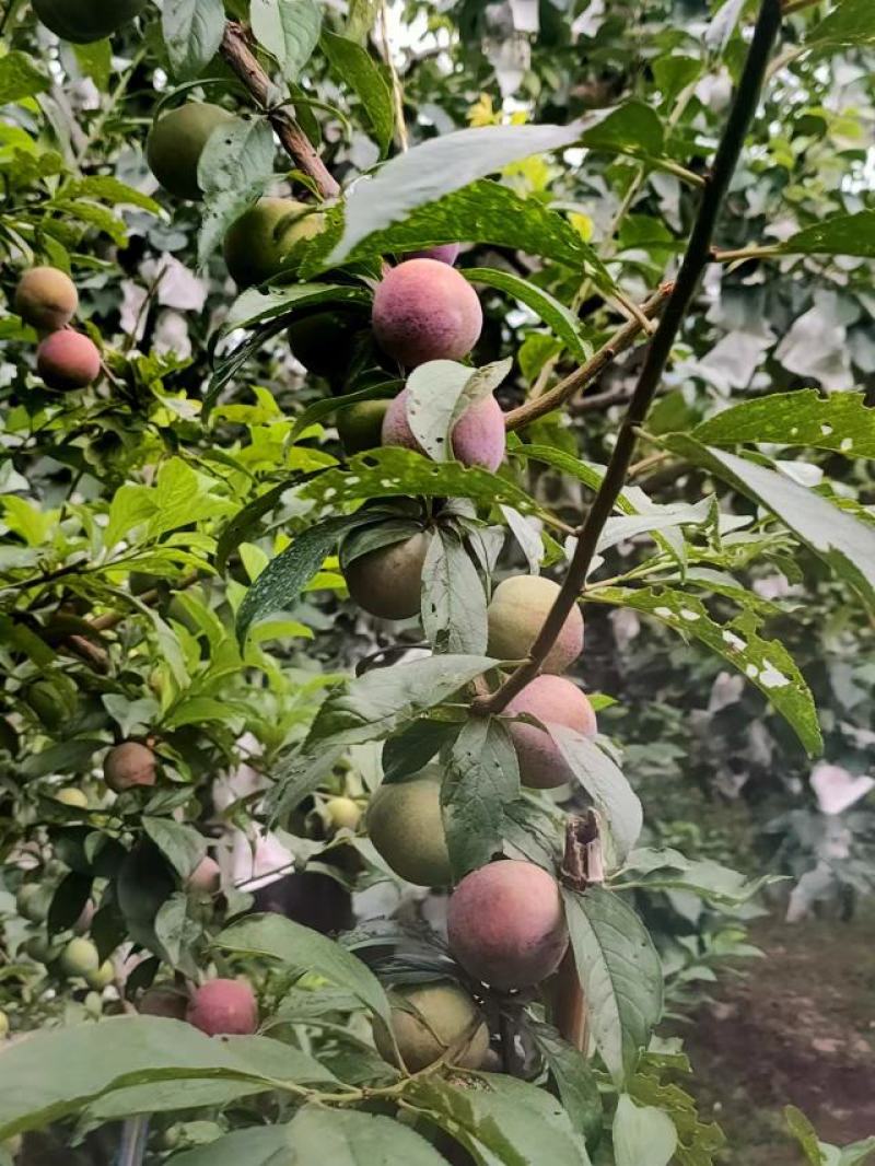 蜜饯李冰脆李纯甜多汁脱骨可视频看货支持线上保障交易