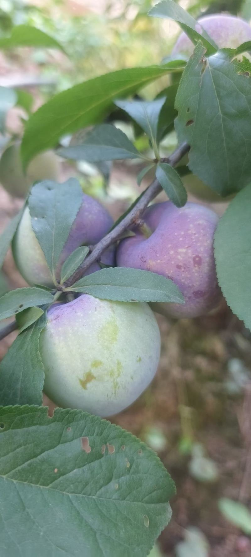 蜜饯李冰脆李纯甜多汁脱骨可视频看货支持线上保障交易