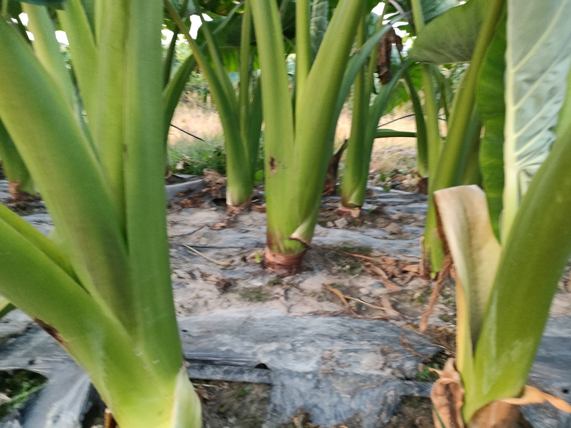 广西荔浦香芋种植基地,连片种植的香芋田,绿色生态的种植环境 荔浦香芋种植基地