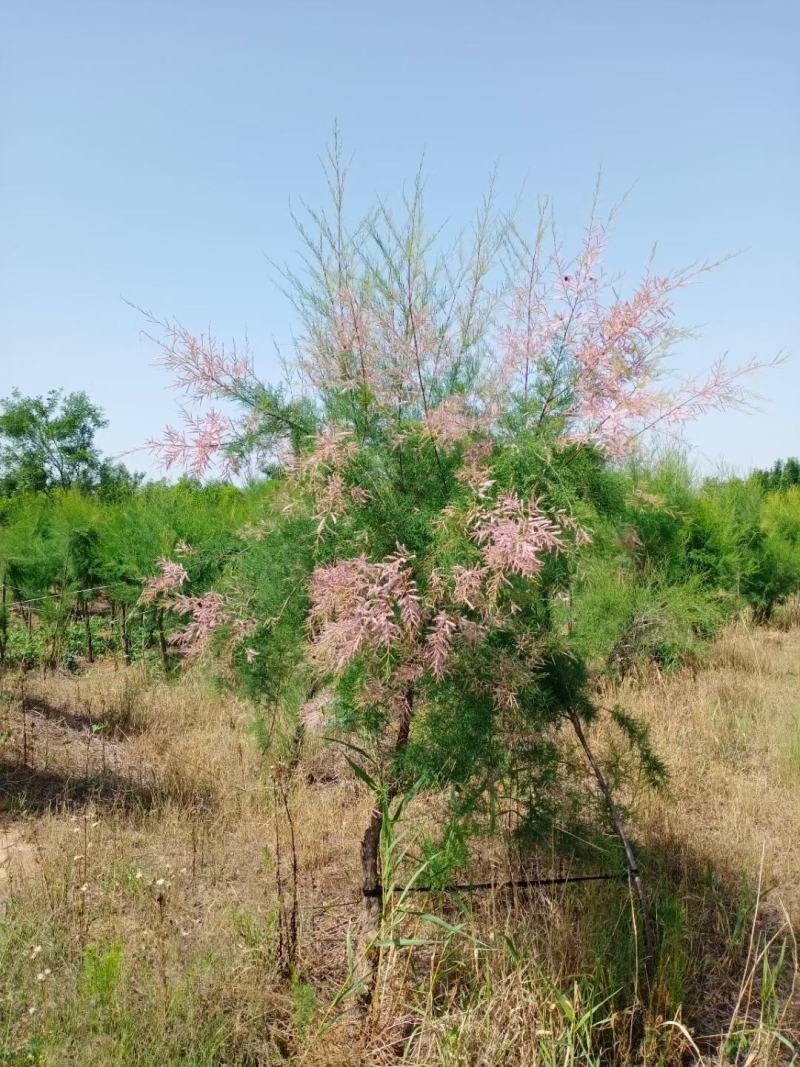 红花柽柳