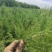 红花柽柳