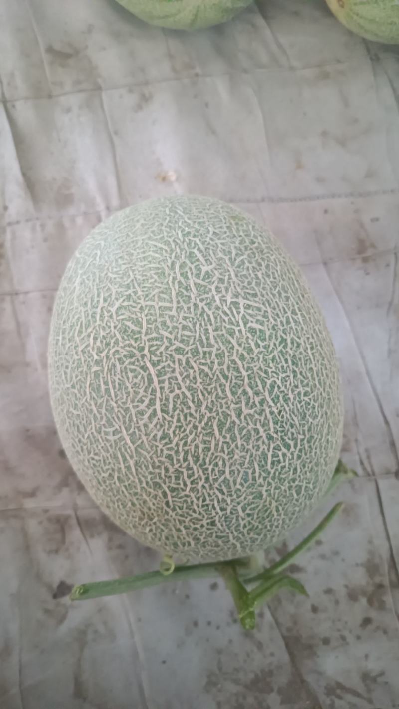 民勤晓蜜25号皮薄肉厚，产地直发，货源充足。