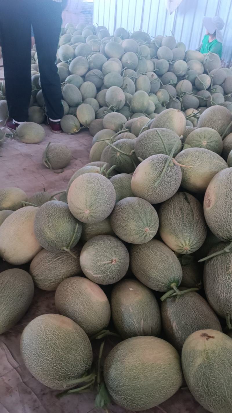 民勤晓蜜25号皮薄肉厚，产地直发，货源充足。