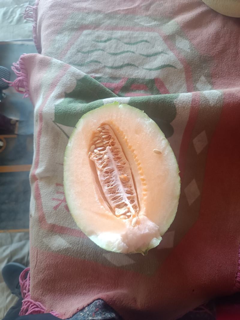民勤晓蜜25号皮薄肉厚，产地直发，货源充足。
