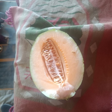 民勤晓蜜25号皮薄肉厚，产地直发，货源充足。