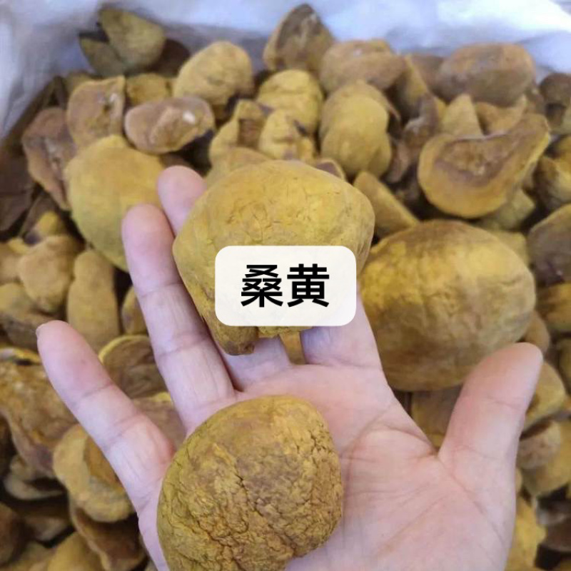 药材批发桑黄