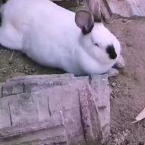 新西兰兔伊拉兔