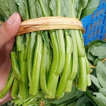 本地菜心仔