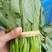本地菜心仔