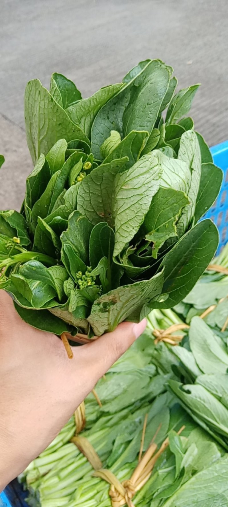 本地菜心仔