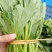本地菜心仔