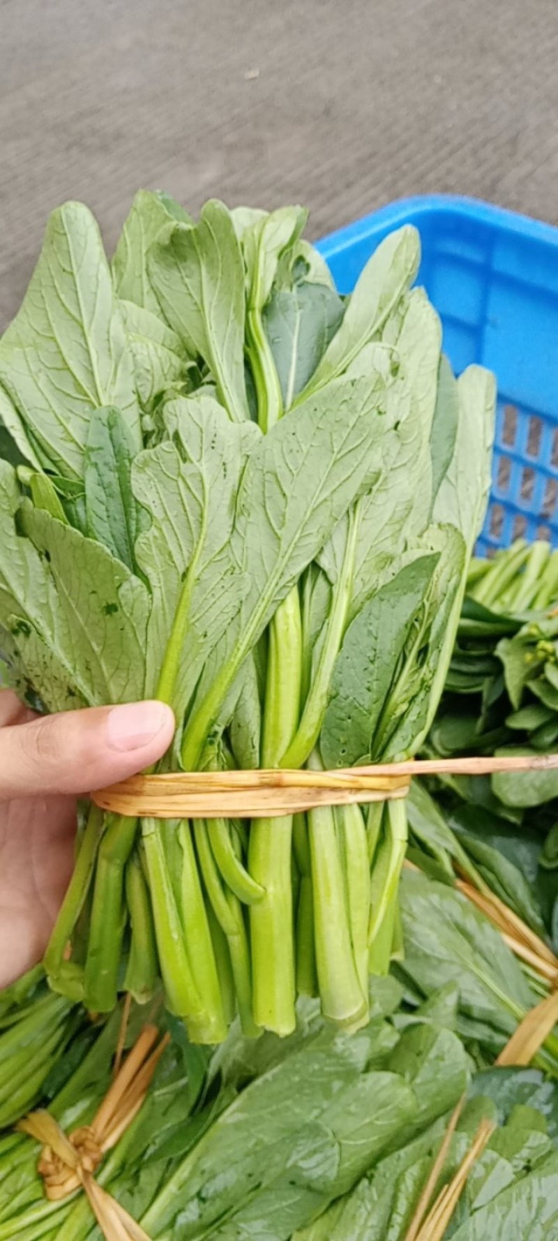 本地菜心仔