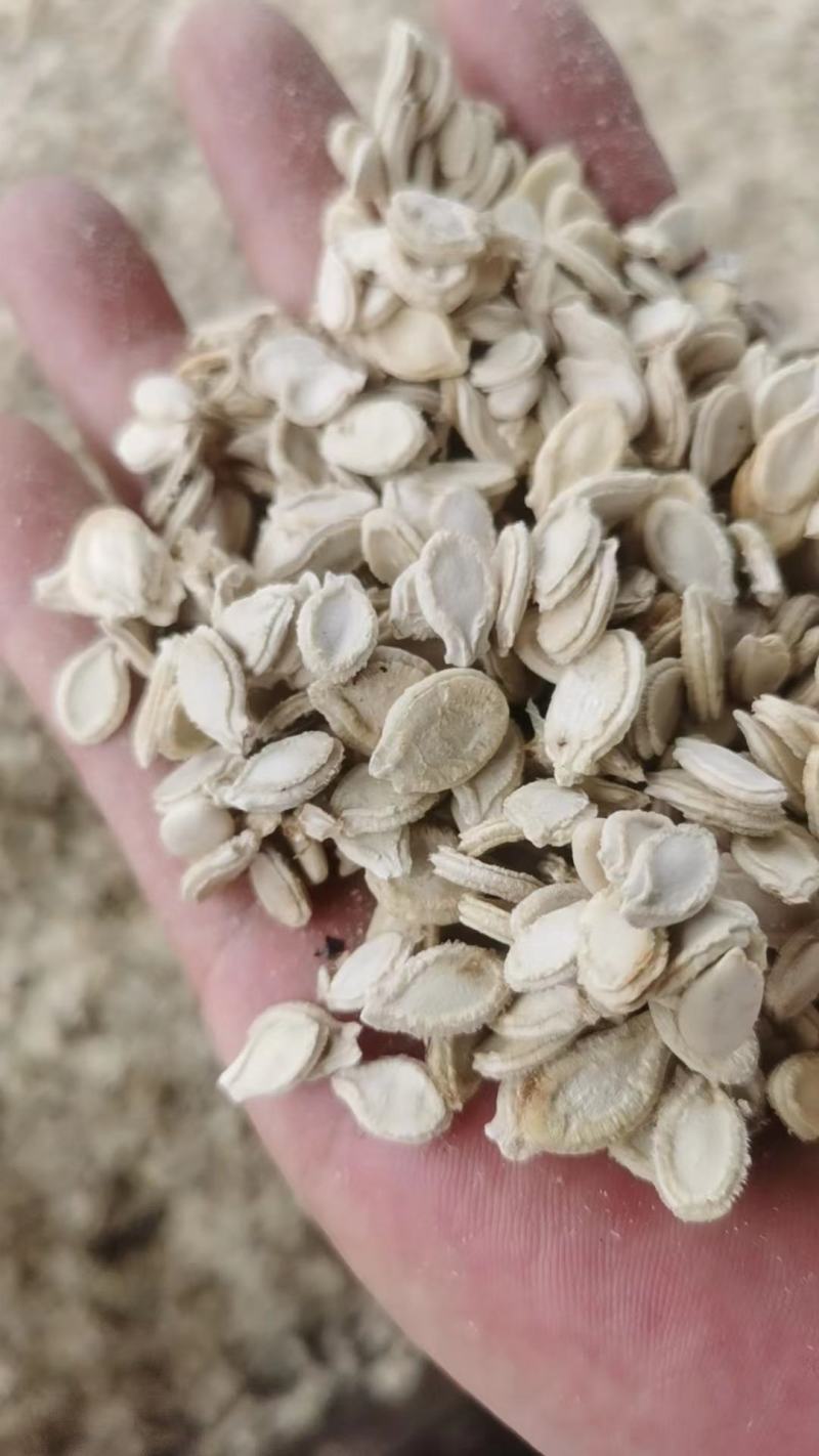 双边冬瓜子单边冬瓜籽新货颗粒饱色白无异味自然凉晒大货供应