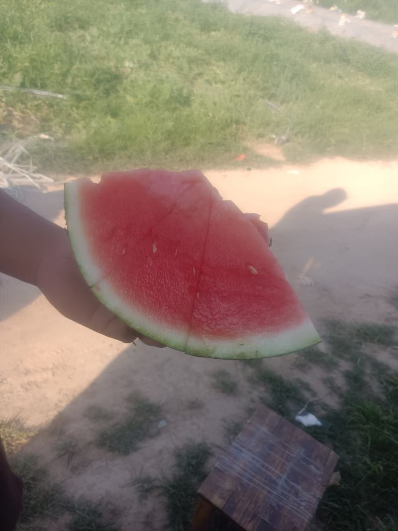 黑无籽西瓜