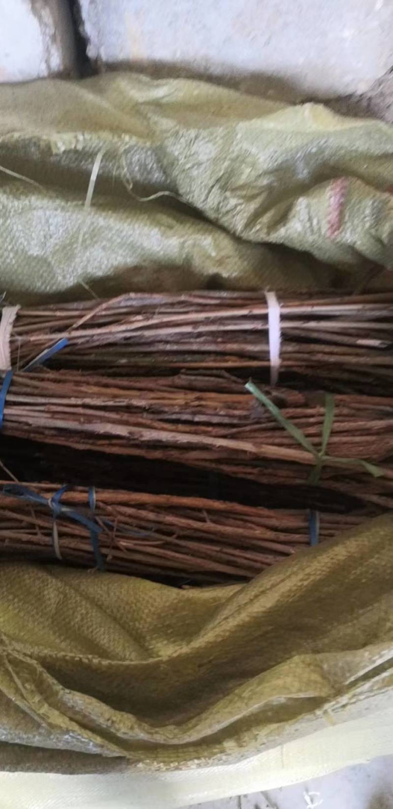 金蝉种苗15元一克，金蝉卵枝0.2，基地直供，技术指导