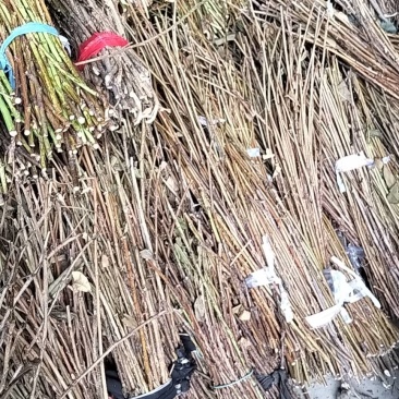 金蝉种苗15元一克，金蝉卵枝0.2，基地直供，技术指导