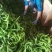 甘肃陇椒辣椒，精品螺丝椒大量有货，一手货源欢迎致电