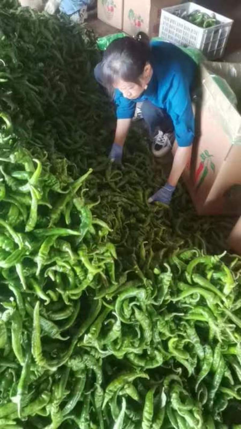 甘肃陇椒辣椒，精品螺丝椒大量有货，一手货源欢迎致电