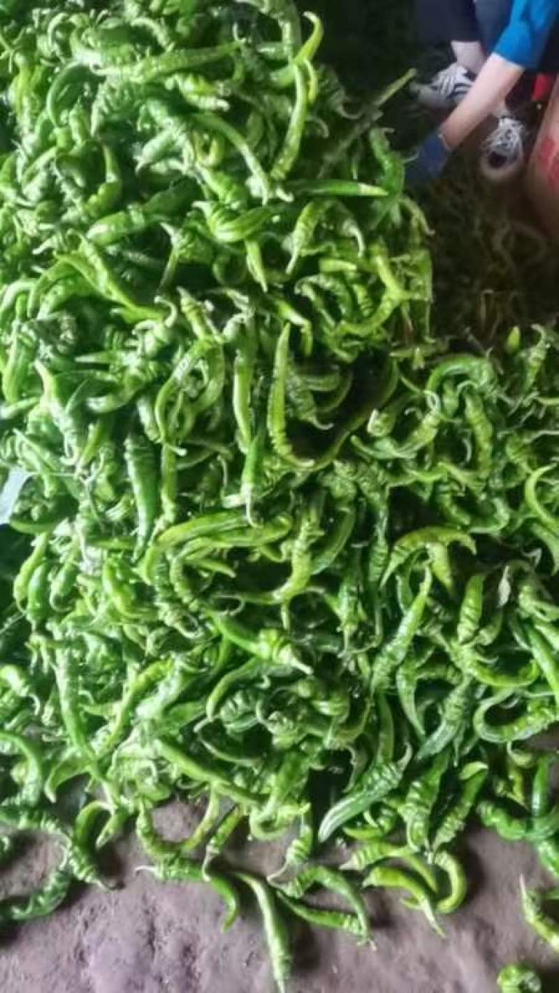 甘肃陇椒辣椒，精品螺丝椒大量有货，一手货源欢迎致电