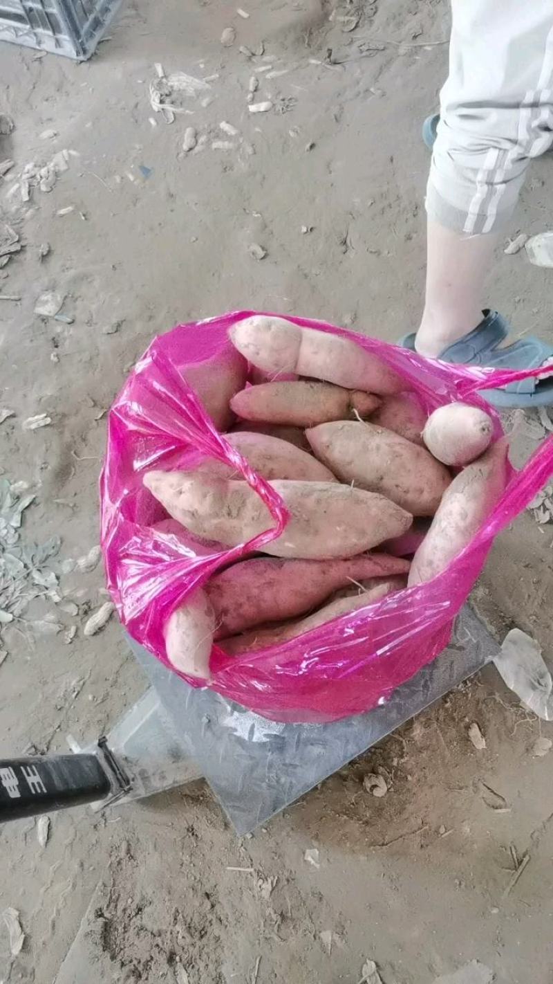 板栗薯产地供货一手货源需要的老板可以联系我