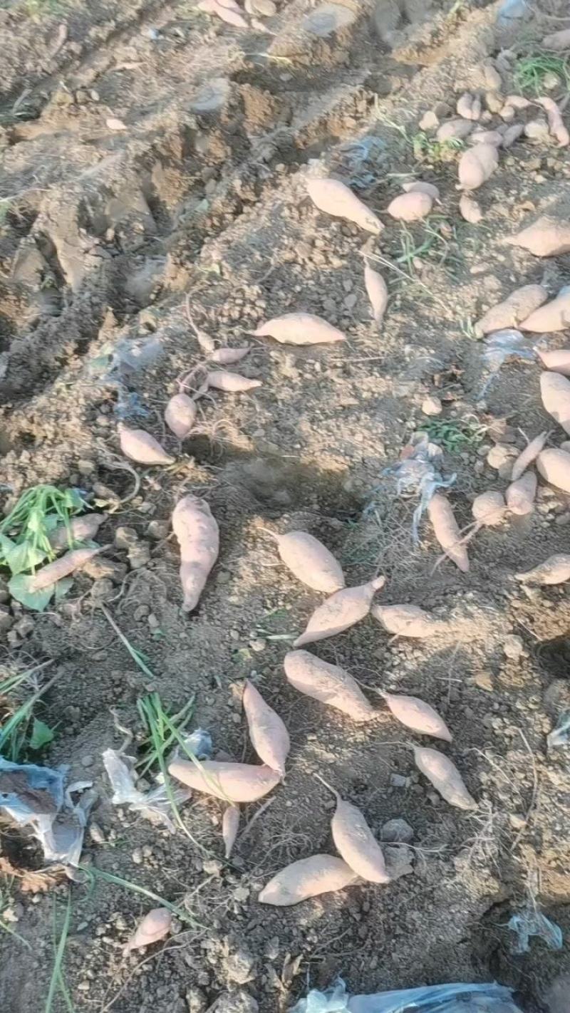 板栗薯产地供货一手货源需要的老板可以联系我