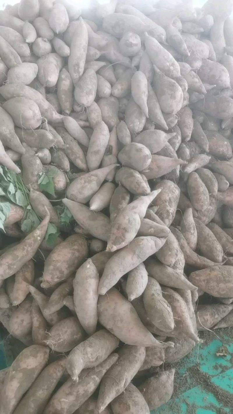 板栗薯产地供货一手货源需要的老板可以联系我