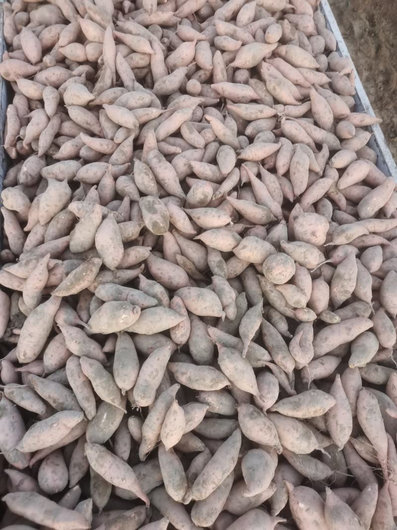 板栗薯产地供货一手货源需要的老板可以联系我