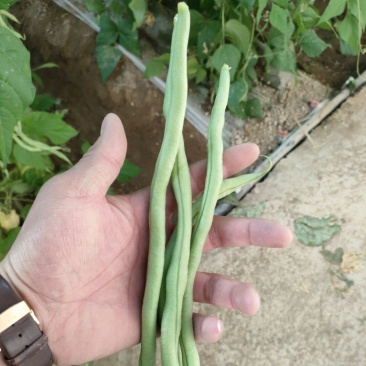 架豆