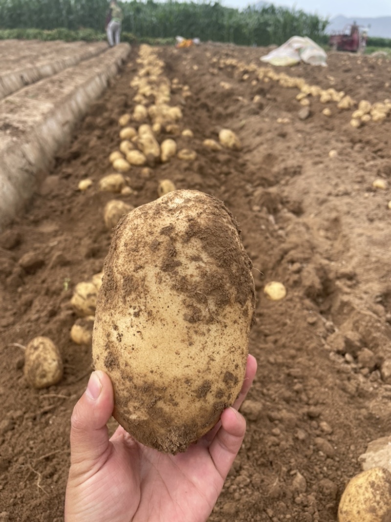 甘肃定西白心，黄心土豆大量上市