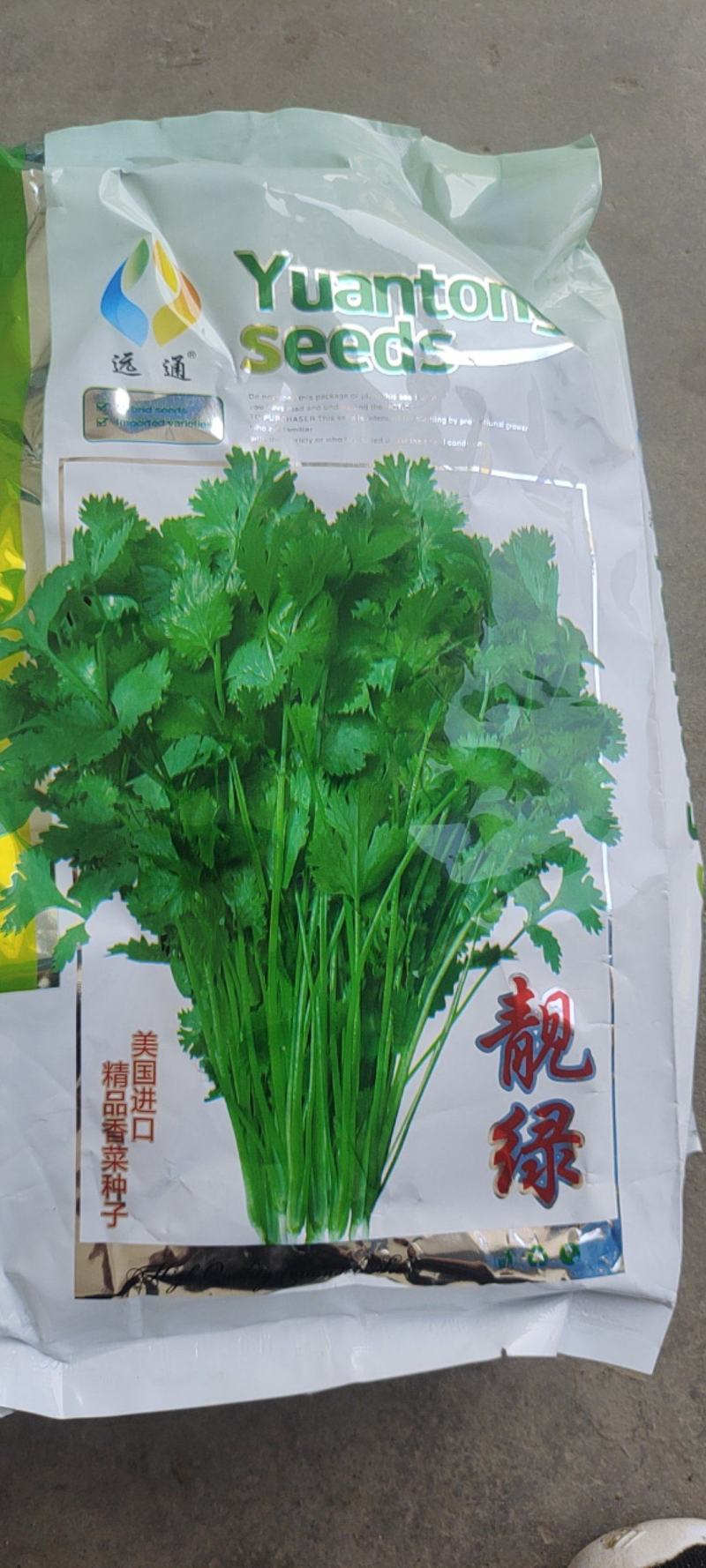 大叶香菜种子