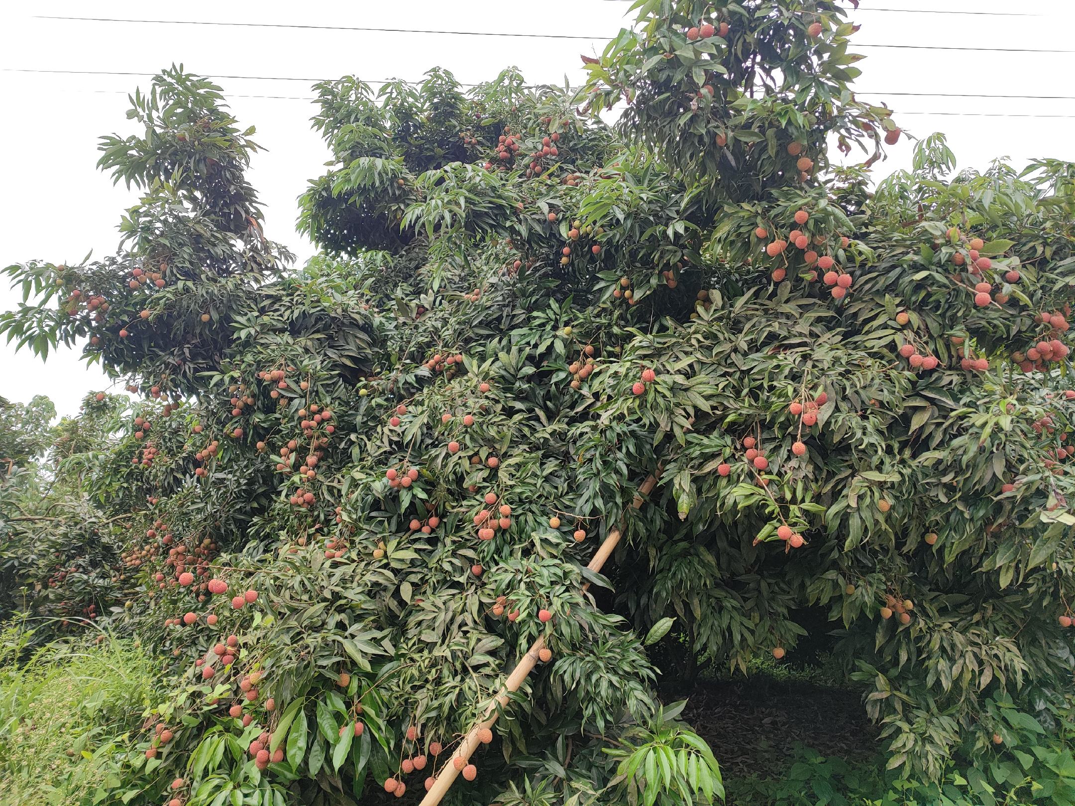 高州最老荔枝树