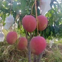 攀枝花芒果热农芒果彩虹芒漂亮的芒果原产地采摘代发代办