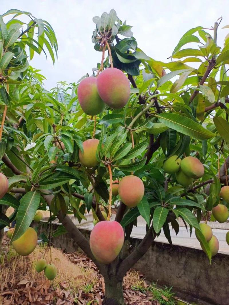 攀枝花芒果热农芒果彩虹芒漂亮的芒果原产地采摘代发代办