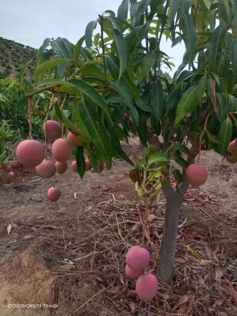 攀枝花芒果热农芒果彩虹芒漂亮的芒果原产地采摘代发代办