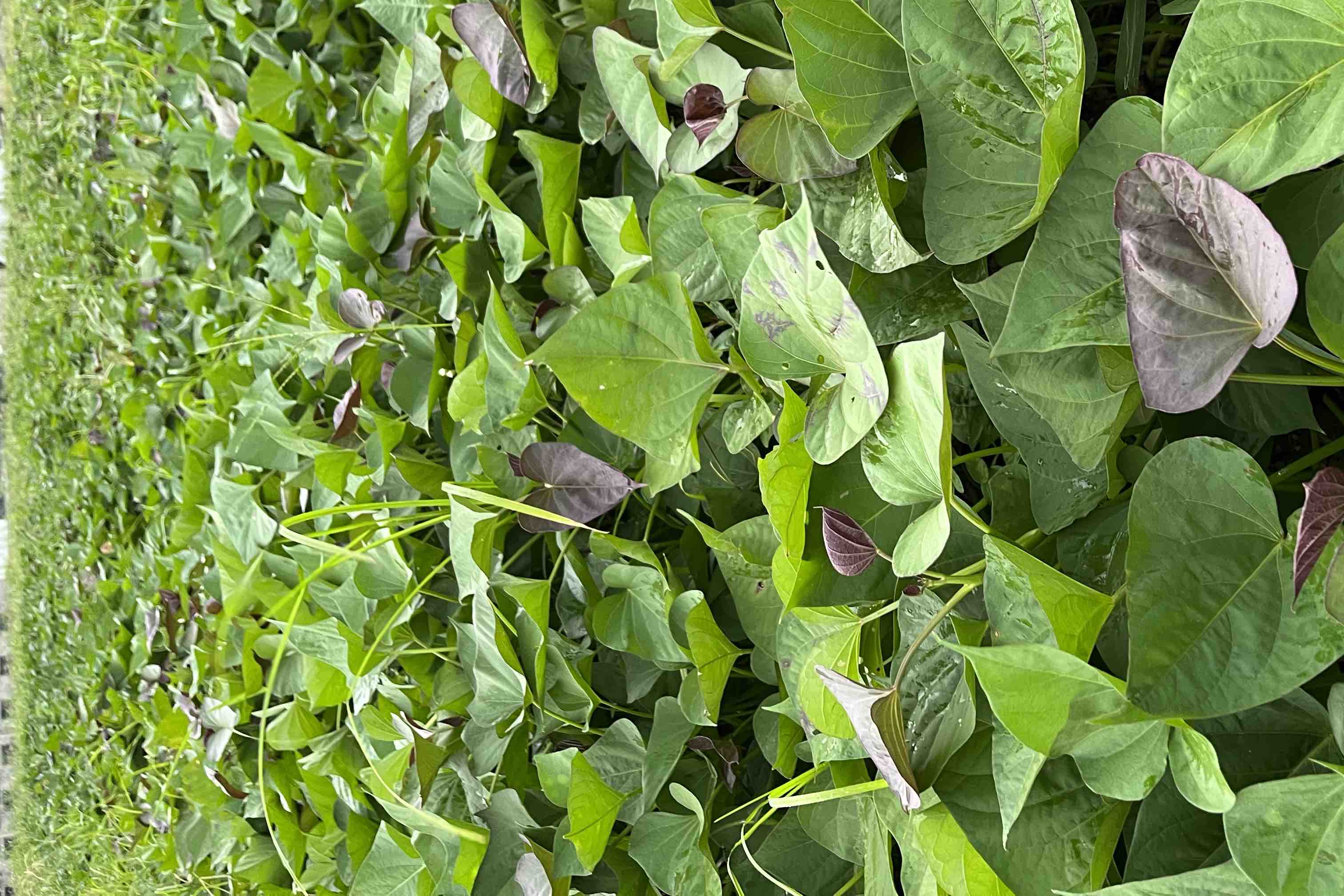 西瓜红植株在阳光下展示其鲜艳的红色叶片