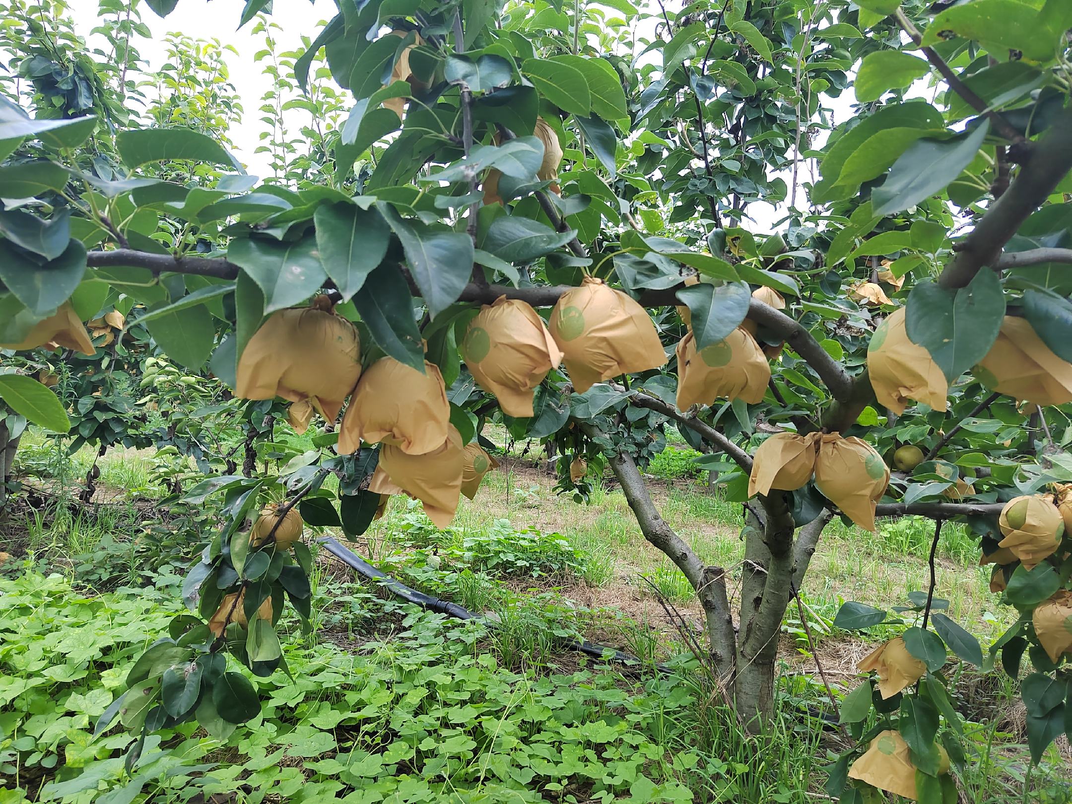 翠玉梨果园实景图