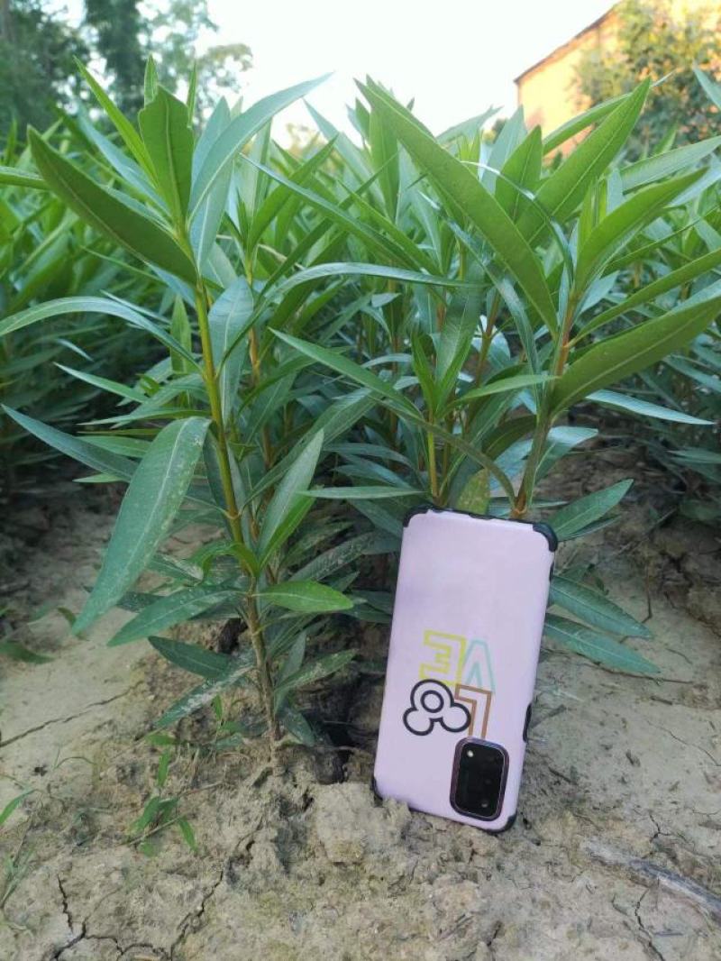 夹竹桃地栽苗杯苗基地直销，一手货源，价格美丽