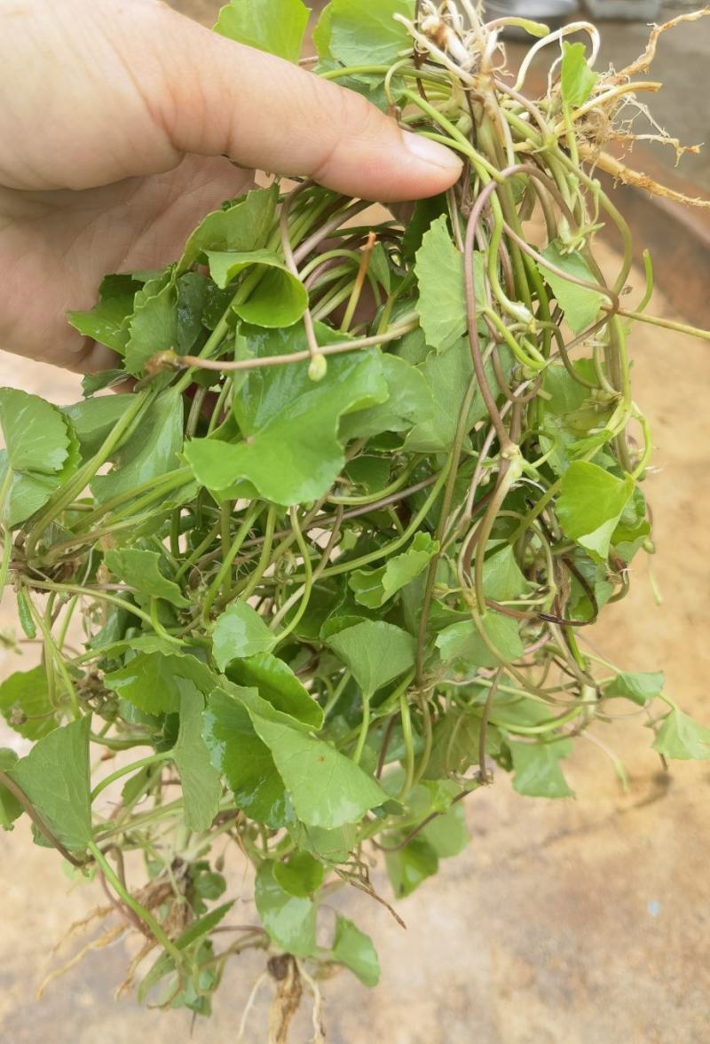 云南果园野生马蹄菜，鬼针草，车前草