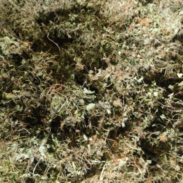 云南果园野生马蹄菜，鬼针草，车前草