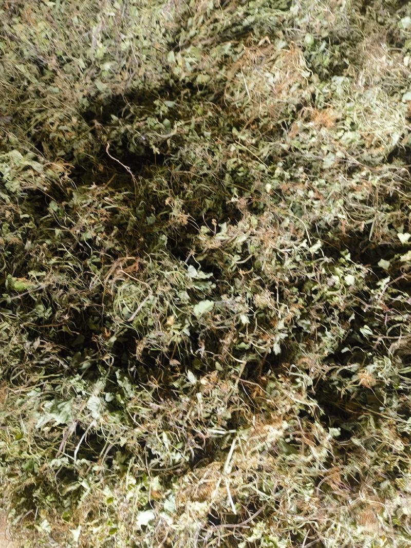 云南果园野生马蹄菜，鬼针草，车前草