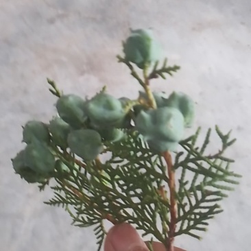 柏树籽