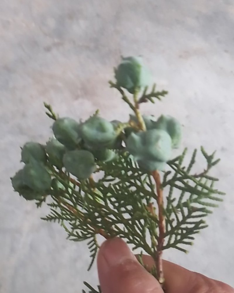 柏树籽