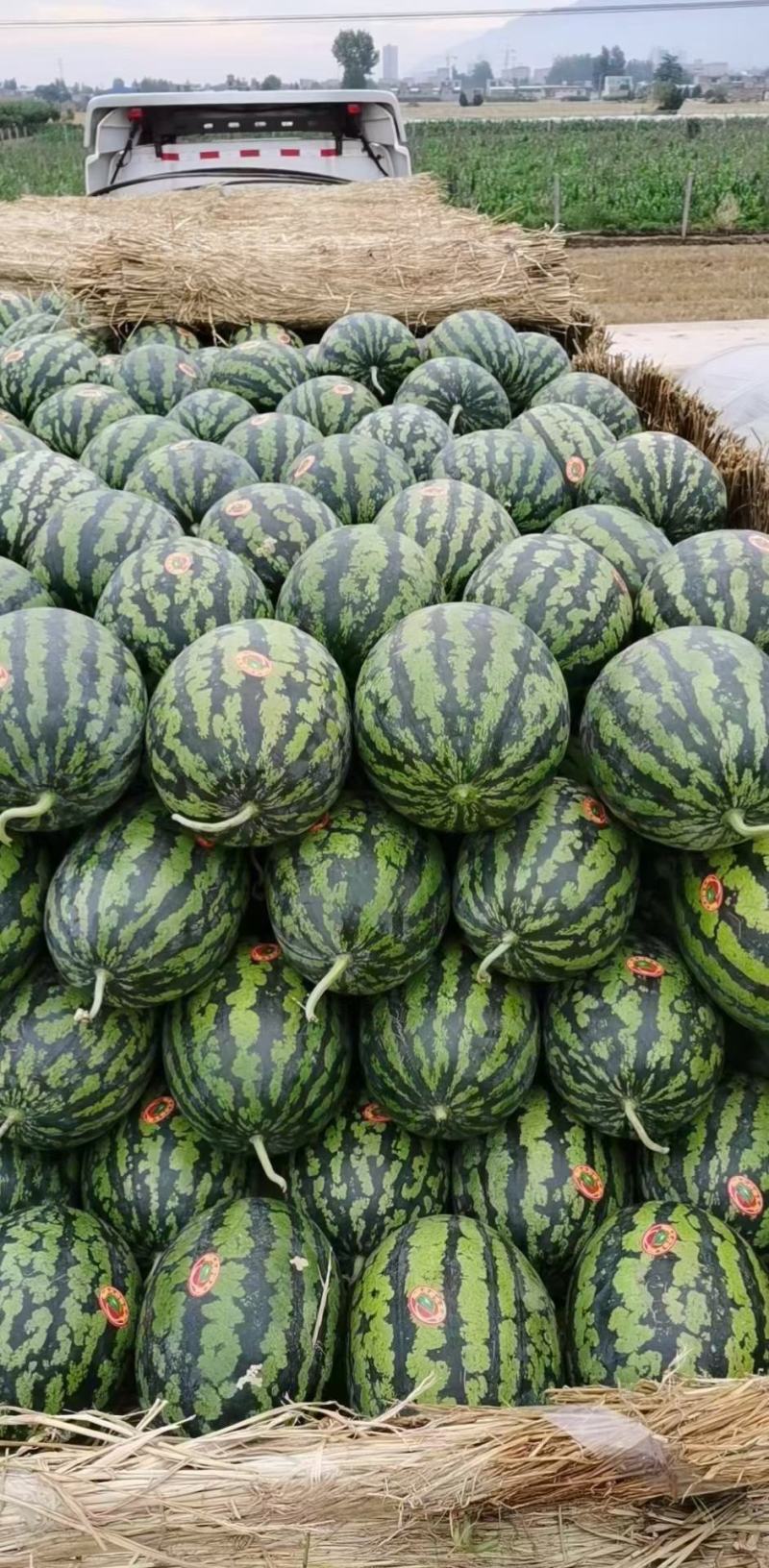 甜甜的无籽甜王西瓜头茬大棚瓜口感甜糖度13个个头大