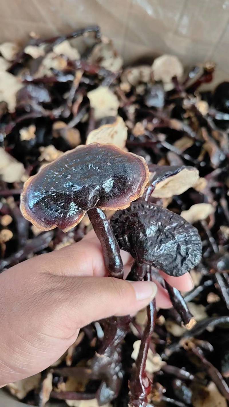 竹灵芝无虫