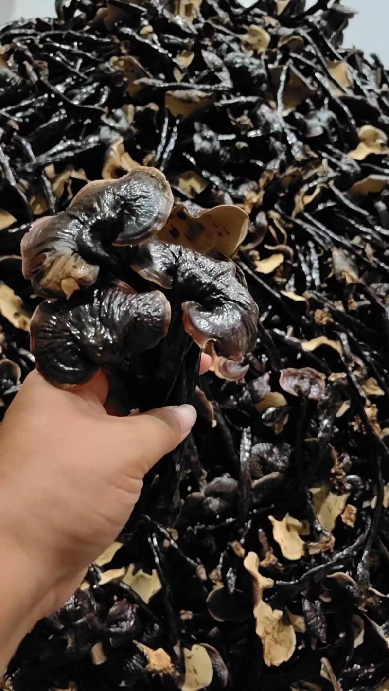 竹灵芝无虫