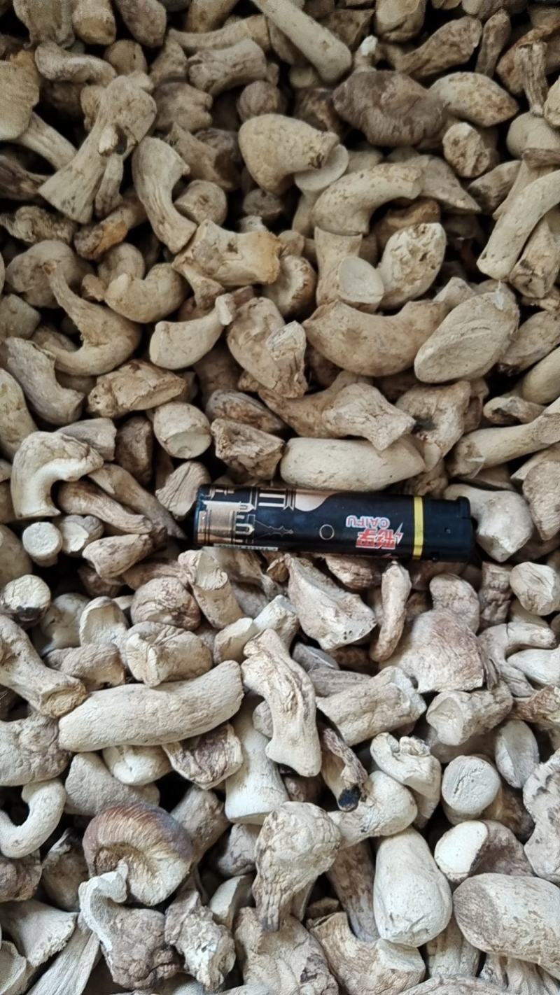 精品双剪香菇脚（香菇腿）产地直发，双剪率百分之九十五以