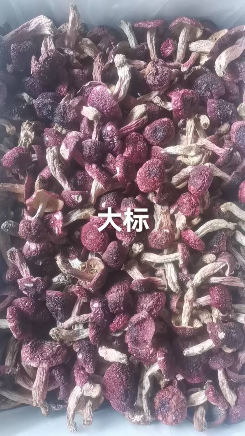 野生红菇统货无硫无添加