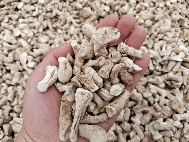 精品双剪香菇脚（香菇腿）产地直发，双剪率百分之九十五以