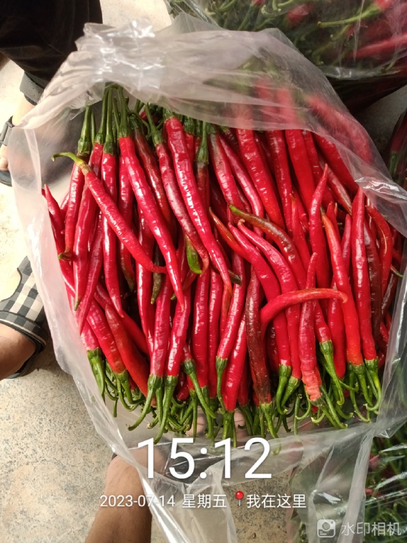 红辣椒二荆条鲜辣椒红线椒线椒